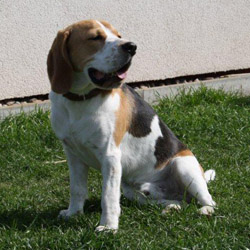 Beagle Bash sitzt